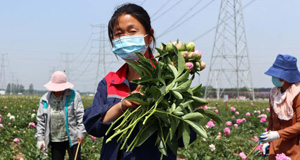 芍药鲜切花采摘加工忙