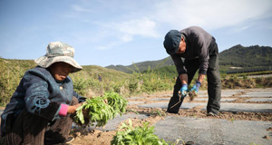 种下万寿菊 等待芬芳来