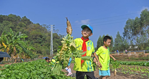 学习农事 体验丰收