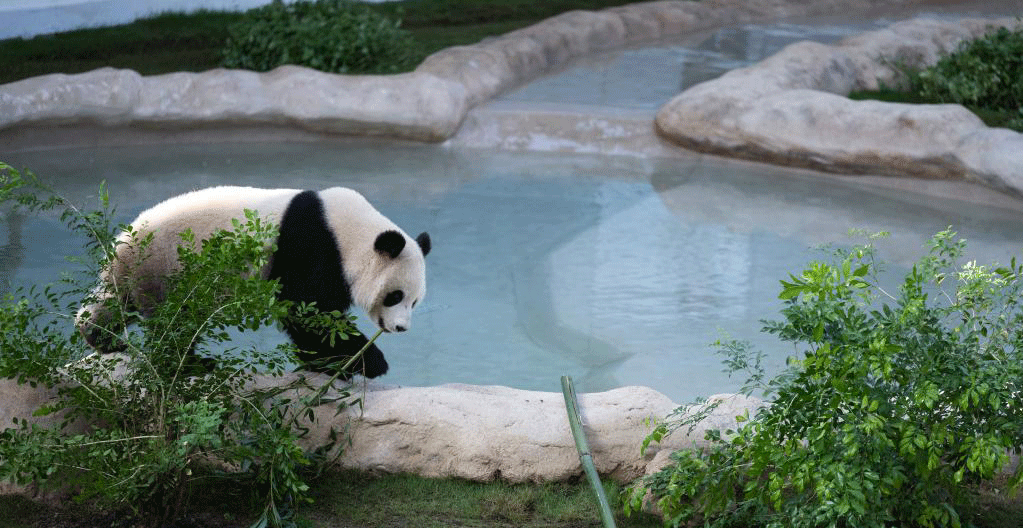 卡塔尔熊猫馆正式对公众开放