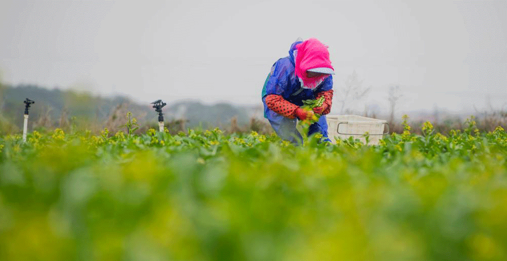 湖南道县：冬收蔬菜保供应