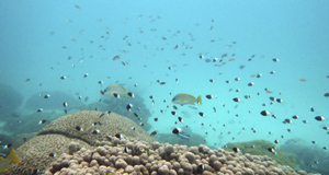 《公海生物多样性条约》在联合国达成