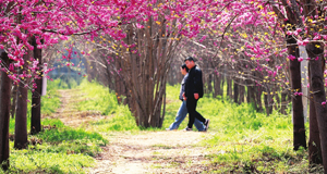 紫荆花开美乡村