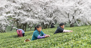 采摘“明前茶”