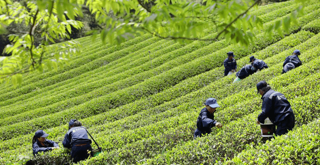 春茶采制正当时