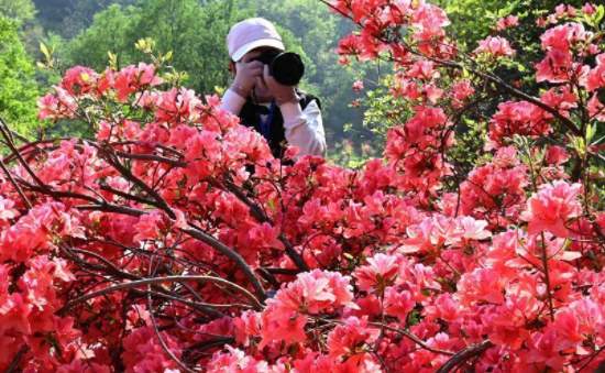 花开引客来