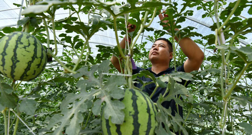 高效设施农业助农增收