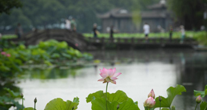 西湖荷花盛开