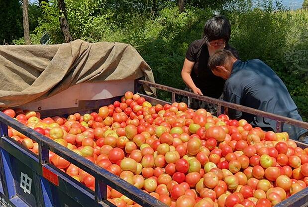 山西平陆：西红柿变“致富果”