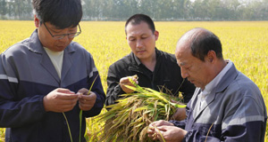 “土壤重构”造粮川