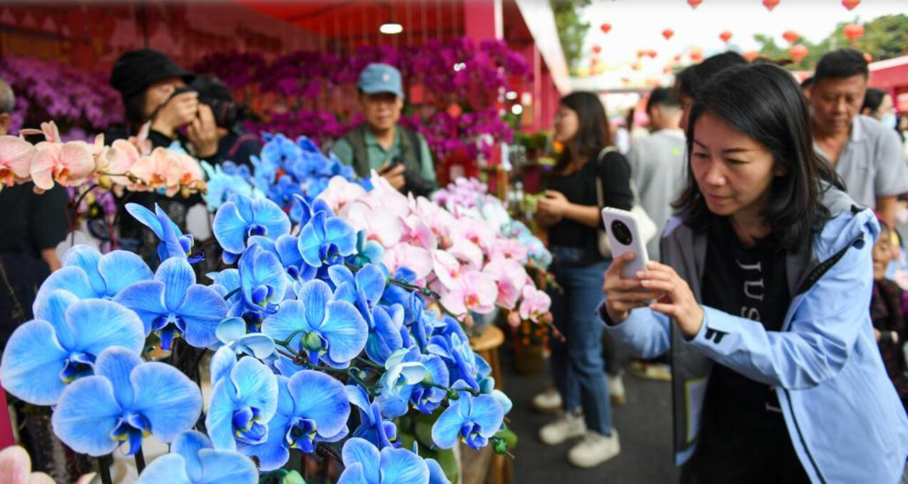 逛花市 寻年味