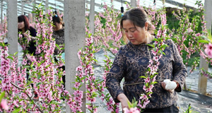 生态桃花朵朵开