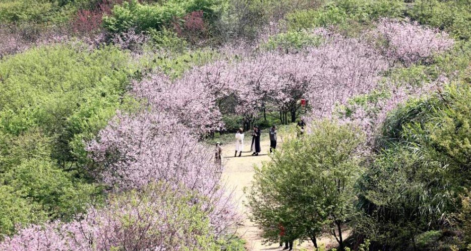 花开春光好