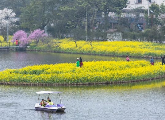 重庆：暖风微拂 花开大地