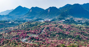 大地春归 花开锦绣