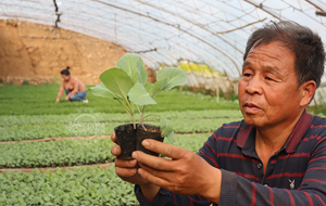 阳城：蔬菜育苗助农增收