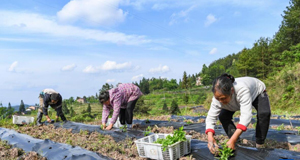 壮大村集体经济 助力乡村振兴