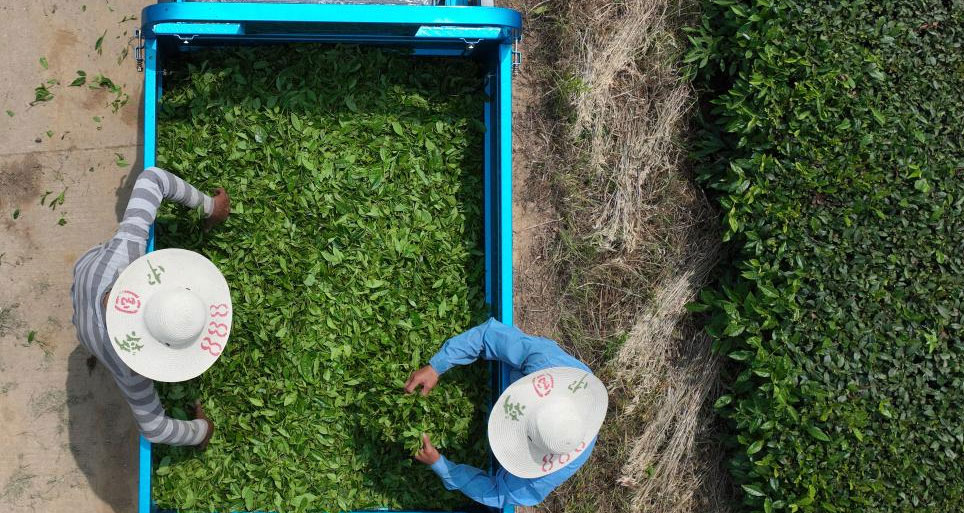 江苏句容：机械采茶提速增效促增收