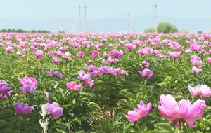 朔城区：芍药花开 “打卡”正当时