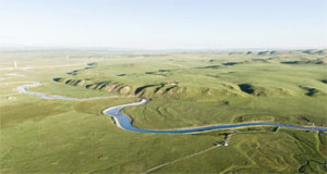 青海泽库：夏日草原牧牛羊