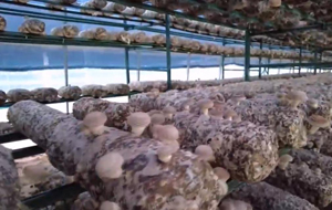 喜摘“金蘑菇”